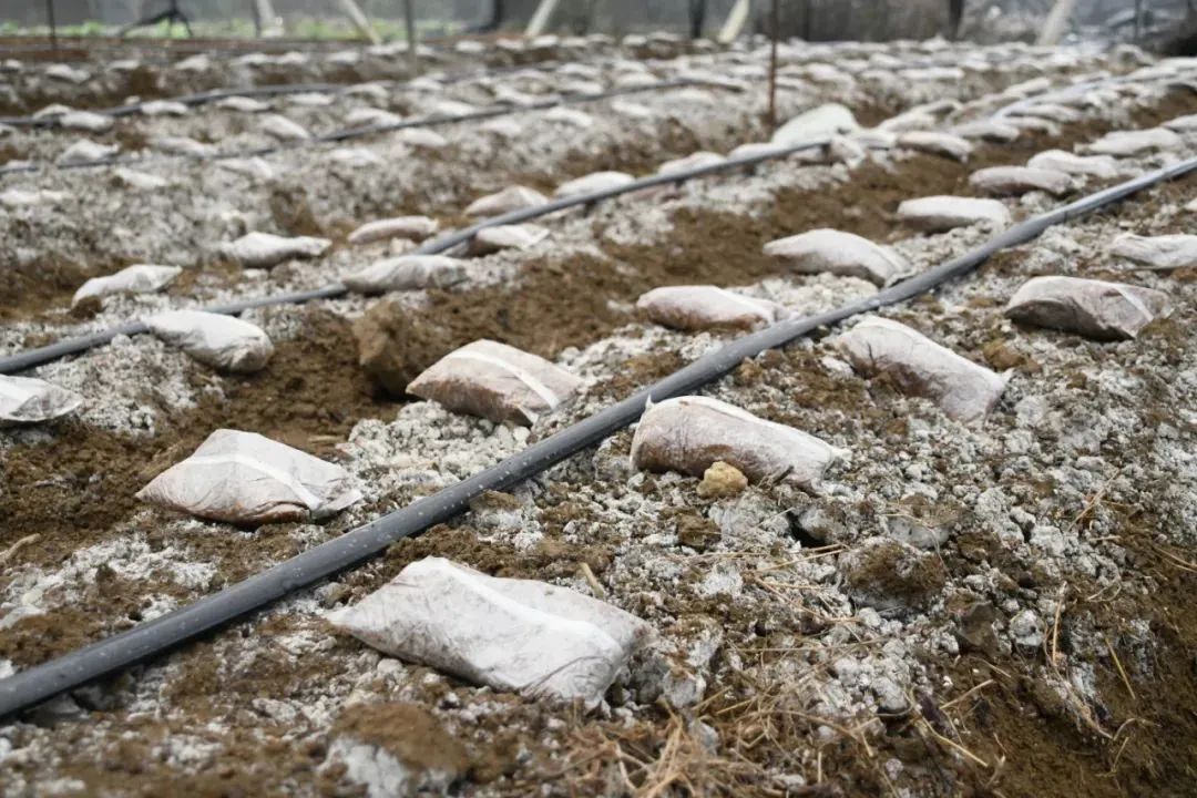 致富养羊_羊和种植致富_致富经养羊技术视频