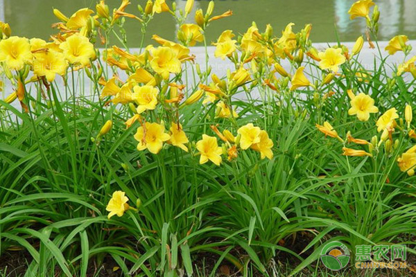2020年黄花菜价格行情如何？黄花菜种植利润及前景分析