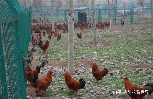 养殖2000只绿壳蛋鸡利润_养绿壳蛋鸡500只成本_绿壳鸡蛋的养殖技术