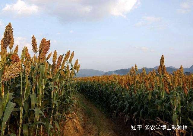 山西高粱种植_隰县种植高粱致富_山西高粱亩产多少斤正常