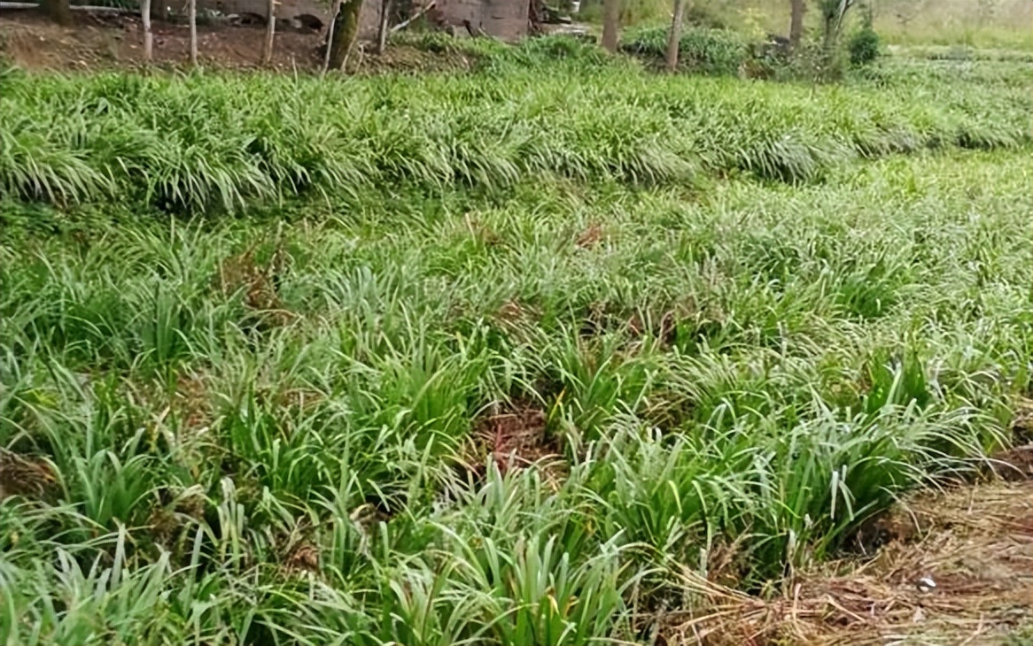 致富种植山奈视频大全_山奈种植致富_山奈种植技术