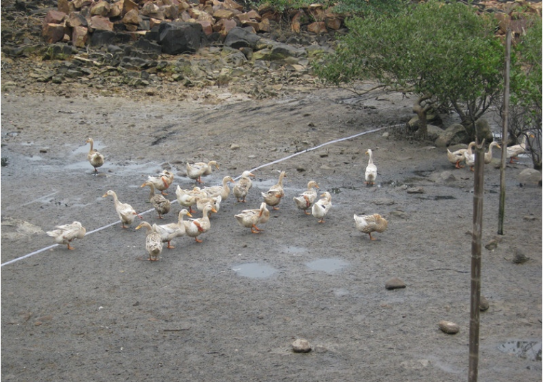 致富经钦州海鸭视频_鸳鸯鸭养殖/致富霸王丛书_钦州海鸭蛋在哪里