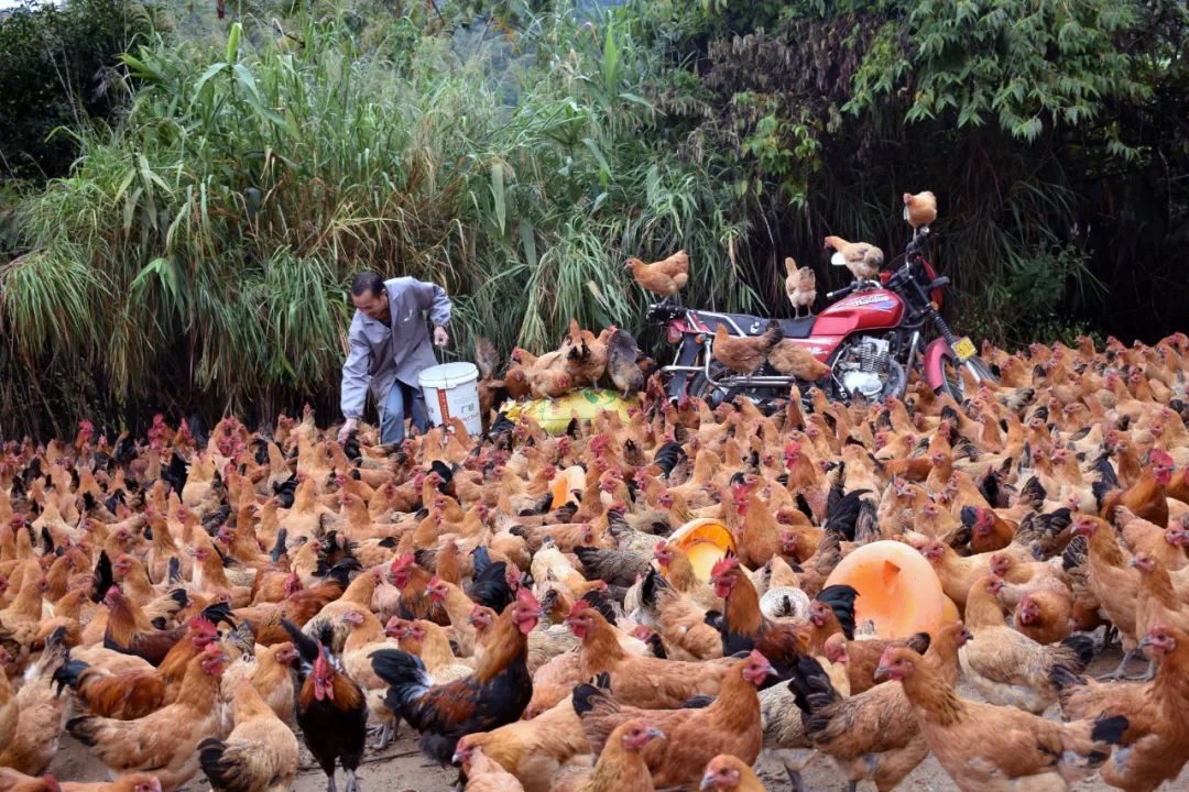 养殖致富大全_养殖致富经_致富养殖大全视频