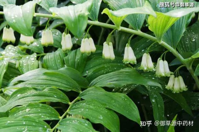 种植人参的价格_人参种植致富吗_致富人参种植条件