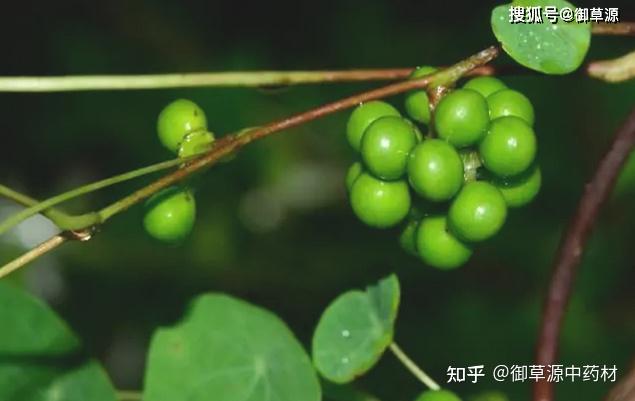 人参种植致富吗_种植人参的价格_致富人参种植条件