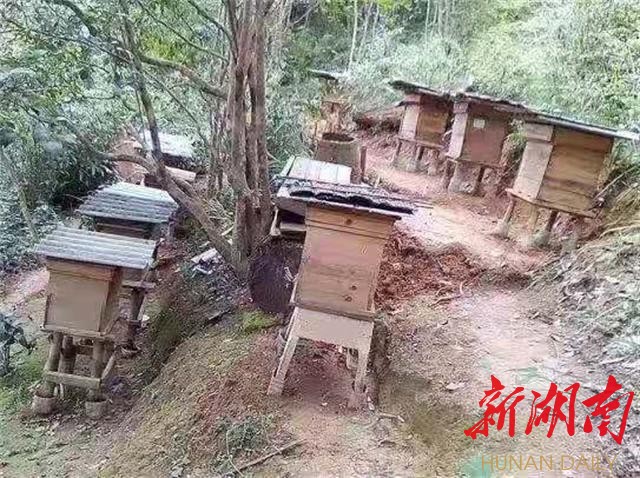 致富经养蜜蜂致富视频_养蜂致富靠真经_致富经养密蜂