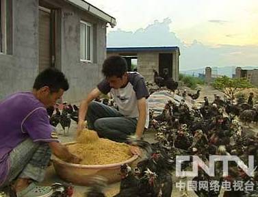 CCTV致致富经_致富致富_致富致视频