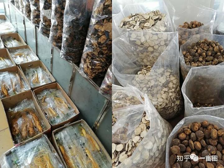 中药材致富经_致富经中草药种植项目_致富经中药材
