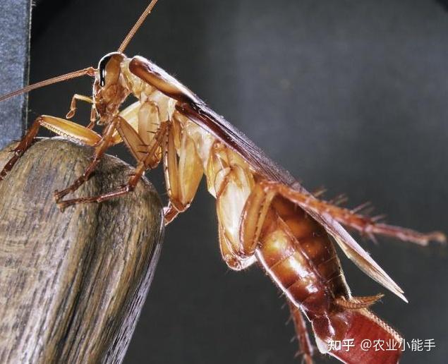 巨大的商业价值让美洲大蠊身价倍增，美洲大蠊养殖成为致富热门爆款项目