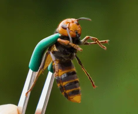 养殖虎头蜂的利润_养殖虎头蜂赚钱吗_致富经 养殖虎头蜂