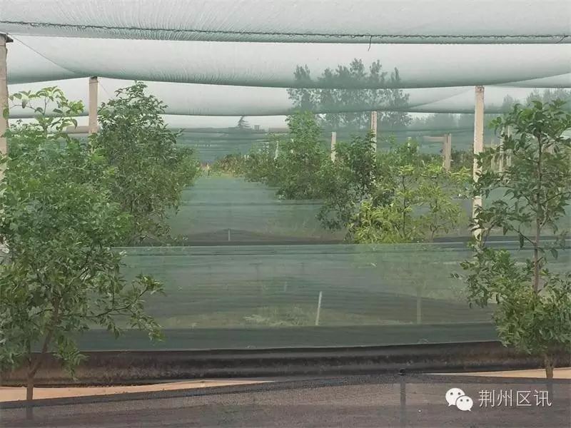 致富棉花种植农民靠什么挣钱_致富棉花种植农民靠什么赚钱_靠种植棉花致富的农民