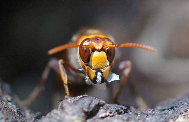 虎头蜂养殖基地视频_致富经 养殖虎头蜂_致富经养虎头蜂视频