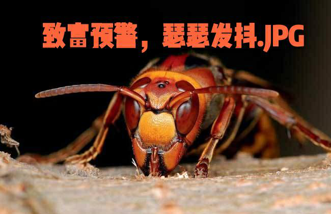 虎头蜂养殖基地视频_致富经养虎头蜂视频_致富经 养殖虎头蜂