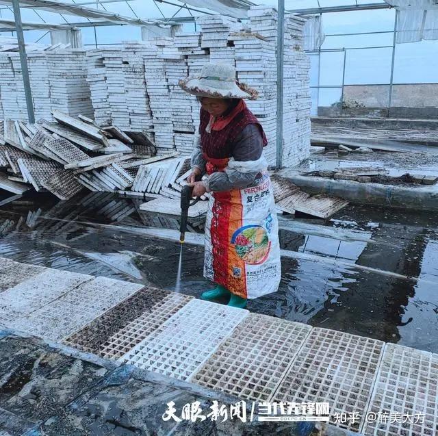 辣椒种植赚钱吗_辣椒致富经_致富辣椒种植忙