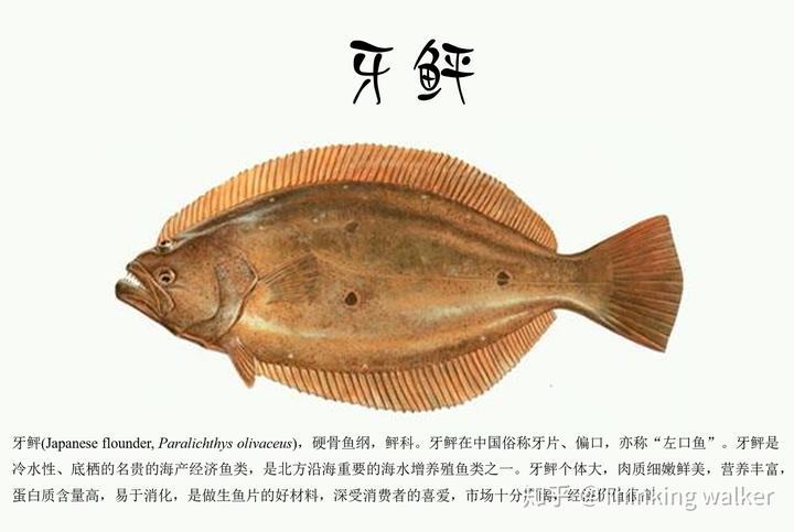 我国常见海水鱼类养殖现状和营养需求（二）