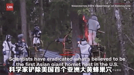 致富经 养殖虎头蜂_致富经养虎头蜂视频_养殖虎头蜂的利润
