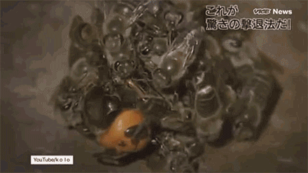 养殖虎头蜂的利润_致富经养虎头蜂视频_致富经 养殖虎头蜂