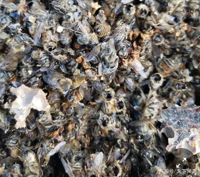 致富经养虎头蜂视频_养殖虎头蜂的利润_致富经 养殖虎头蜂
