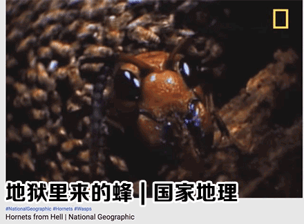 致富经 养殖虎头蜂_致富经养虎头蜂视频_养殖虎头蜂的利润