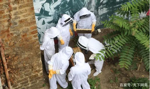 致富经 养殖虎头蜂_致富经养虎头蜂视频_养殖虎头蜂的利润