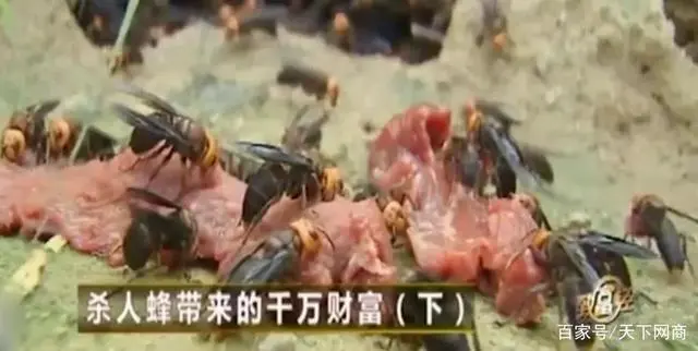 养殖虎头蜂的利润_致富经 养殖虎头蜂_致富经养虎头蜂视频
