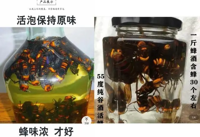 致富经 养殖虎头蜂_养殖虎头蜂的利润_致富经养虎头蜂视频