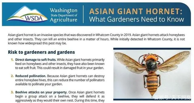 养殖虎头蜂的利润_致富经 养殖虎头蜂_致富经养虎头蜂视频