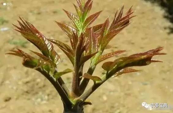 香椿种植经济效益高 一亩大棚香椿利润就赚5万多
