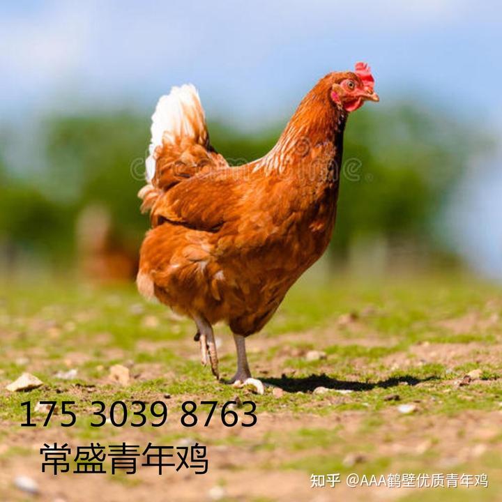 海兰褐青年蛋鸡养殖技术要点