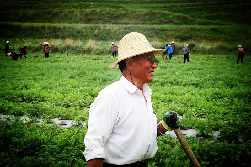 农村致富项目种植业_农用土地种植致富_农民致富种植项目