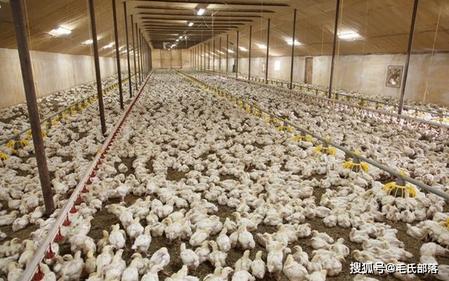 养鸡技术｜产蛋鸡的2种饲养方式