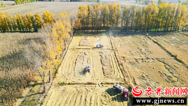 榆阳正丰收丨“稻”路父子兵：水稻全产业链打造致富“金钥匙”