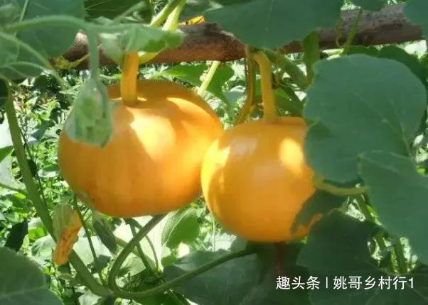 美容、调节肠道的金南瓜，如何种植收获优质高产，请掌握以下几点