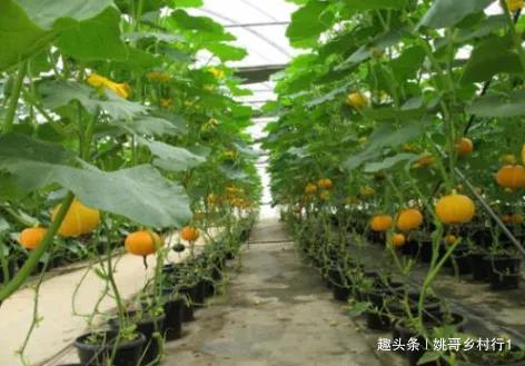 长南瓜种植技术与管理_南瓜种植管理技术和方法视频_南瓜种植与管理技术