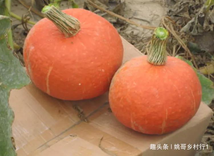 南瓜种植与管理技术_长南瓜种植技术与管理_南瓜种植管理技术和方法视频