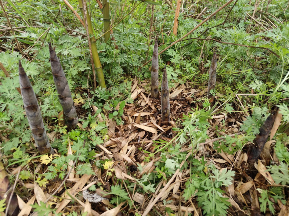 致富养殖项目_林下养殖致富园_养殖致富门路