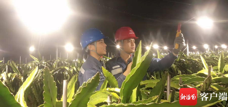 致富稻种植基地_致富稻种植基地地址_致富稻种植基地有哪些
