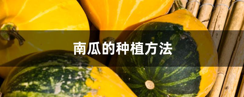 南瓜的种植方法