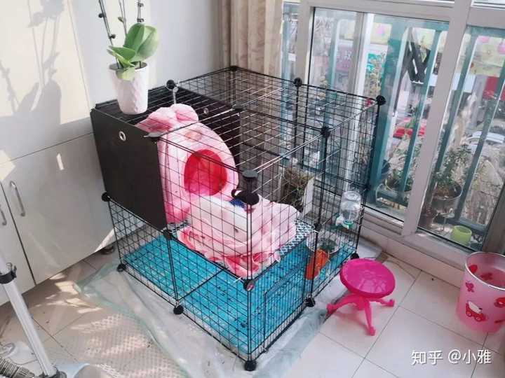新手养兔有哪些禁忌？有哪些好方法？