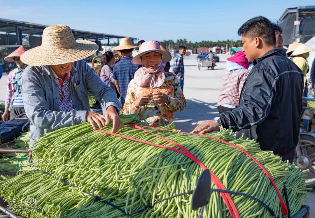 农民致富种植项目_农村种植致富菜_农村种菜致富案例