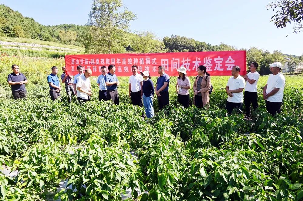 “早春甘蓝+越夏辣椒周年高效种植模式”增产增效成果显著
