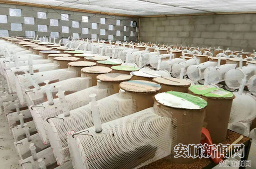 紫云：胡蜂养殖“酿出”致富甜蜜路