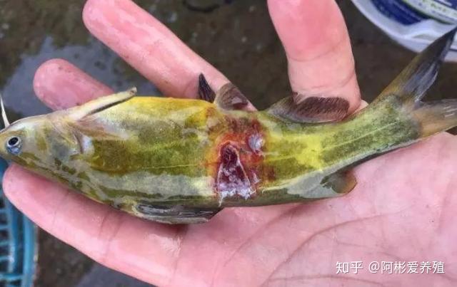 黄骨鱼网箱养殖技术_网箱养黄骨鱼的成本与利润_黄骨鱼网箱养殖视频