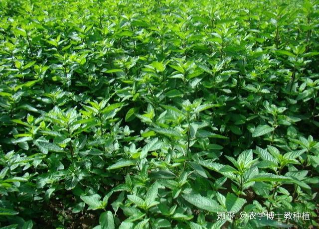 湖北种植什么树最赚钱_湖北种植致富树_湖北种树有哪些