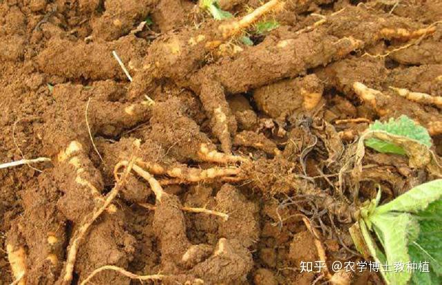湖北种植致富树_湖北种树有哪些_湖北种植什么树最赚钱