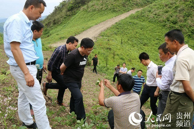 缬草种植前景_缬草种植亩效益_种植缬草带头致富