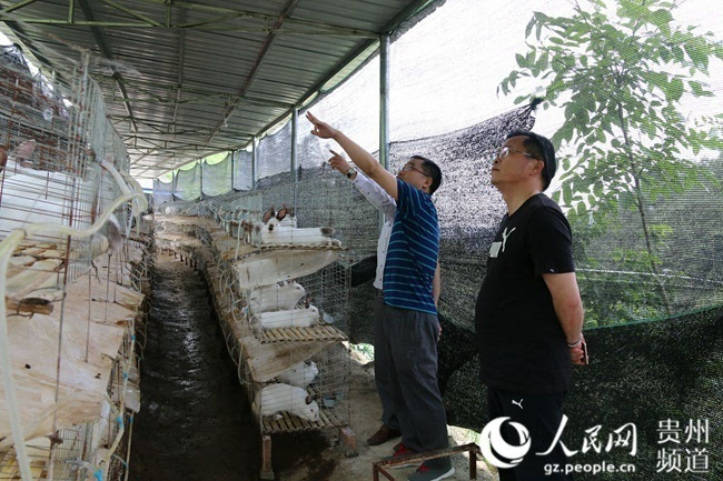 缬草种植前景_种植缬草带头致富_缬草种植亩效益
