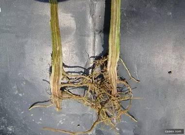 豇豆种植技术与管理_豇豆种植技巧_豇豆种植技术相关推荐