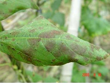 豇豆种植技巧_豇豆种植技术相关推荐_豇豆种植技术与管理