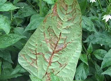 豇豆种植技巧_豇豆种植技术与管理_豇豆种植技术相关推荐